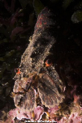 European locust lobster (Scyllarus arctus) shot in Sesimb... by Joao Pedro Tojal Loia Soares Silva 